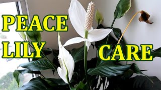 PEACE LILY  How To Care Indoor House Plant Spathiphyllum  Best Indoor Houseplant [upl. by Malinin597]