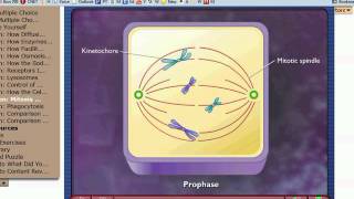 Marchand Biology  Mitosis amp Cytokinesis [upl. by Abisia564]