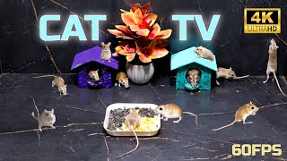 Cat TV Cats to watch Jerry Jerrys New home Cat games Mice hide amp seek play fun in night 4k UHD [upl. by Heindrick874]