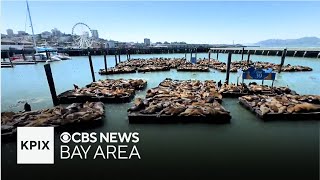 Why the sea lion population at San Franciscos Pier 39 is dramatically increasing [upl. by Atidnan519]