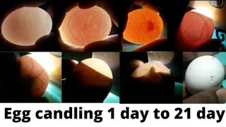 Egg candling \ Super Simple Way to Candling Eggs Using a Mobile Phone \ USAMA BHAI VLOGS 👍💯🥚📱 [upl. by Ialohcin227]