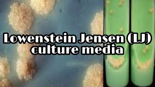 Lowenstein Jensen LJ medium culture media lecture 17 [upl. by Neenej987]