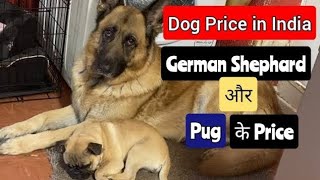 Dog Price in India 🐕❤️Cheapest Dogs In India💙🔥dogsales dogpriceupdate dogpricelist [upl. by Attenehs]