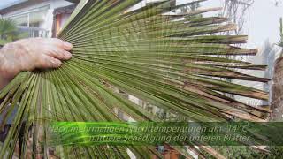 Erfahrungen mit Winterschäden bei der Chinesischen Hanfpalme Trachycarpus fortunei [upl. by Sikram608]