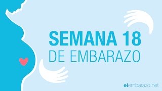 Semana 18 de embarazo  18 semanas de embarazo  El embarazo semana a semana [upl. by Jarita]