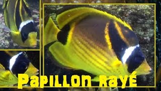 Chaetodon lunula Lacépède 1802 HD Papillon rayé  Aquarium de Paris 012015 [upl. by Nosnor559]