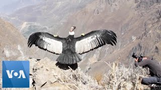 Poisoned Peruvian Condor Released After Recovery [upl. by Notsreik]