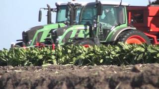 Fendt 516 met Grimme Rootster 604 cichorei rooien Trekkerweb [upl. by Schifra]