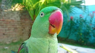 Alexandrine Parrot Natural Sounds [upl. by Dduj]