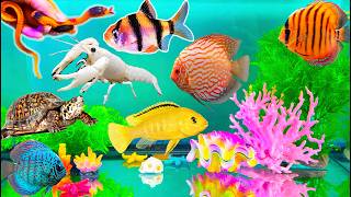 Colourful surprise eggs crayfish koi angelfish goldfish glofish tetra slime orbeez fish tank [upl. by Ynnahc]