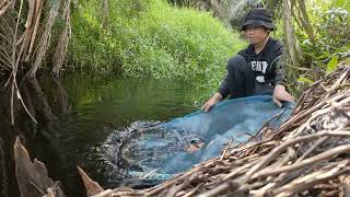 hunting Desmopuntius rhomboocellatussnakeskin barbwest kalimantan [upl. by Narcissus]