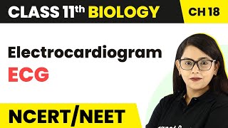 Electrocardiogram ECG  Body Fluids and Circulation  Class 11 BiologyNEETAIIMS [upl. by Jerald512]