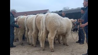 Semur en Auxois 13 novembre 2024  Gaec Cadoux Père et Fils [upl. by Philippe642]