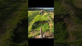 What a trail 😍 llangollen mtb mountainbike downhill dh extreme pov stunt [upl. by Yralam]