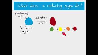 AS Biology  Testing for reducing and non reducing sugars [upl. by Thurlough719]