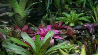 My Bromeliad Garden [upl. by Yaner733]