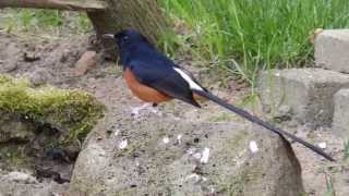 Whiterumped shama  Singing in Dutch aviary [upl. by Ieluuk488]