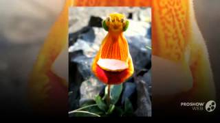 Calceolaria  garden plants [upl. by Nyleahs]