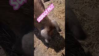 Squiggy sure loves his apples beelerfamilyfarm gardenfarmlife agriculture farmliving cute [upl. by Rick]