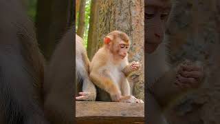 Best Clip of Monkey Relaxing Moment  Little Monkey Staying Very Easy Life [upl. by Artemed995]