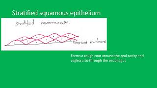 Histology epithelium [upl. by Rebmetpes]