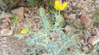 Argemone mexicana  Mexican Poppy Maxican Prickly Poppy Satyanashi cardo cardosantoPrickly Leaf [upl. by Akehsat]