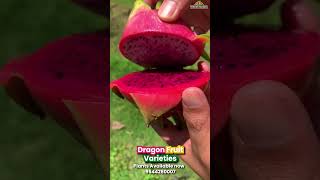 Dragon Fruit Varieties exoticfruitplants tropicalfruit garden tropicalfruittrees fruitplants [upl. by Ayek]