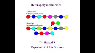 Carbohydrates  Heteropolysaccharides [upl. by Frederic]