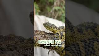 Usambara bush viper in the wild snake reptiles venomous africa wildlife herping herpetology [upl. by Loziram]