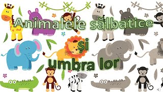 Animalele salbatice si umbra lor [upl. by Malti431]