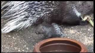 Niedlich Stachelschweinnachwuchs im Zoo  ELSTERWELLE [upl. by Armyn]