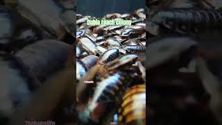 Dubia roach Colony [upl. by Rma]