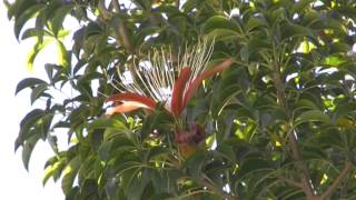 BAOBAB en FLEUR à Tananarive [upl. by Labotsirhc]