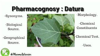 Pharmacognosy of Datura Leaf  Datura Metel  Explanation  PharmaWarrior [upl. by Solracnauj]