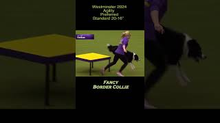 FancyBC WKC2024 agility [upl. by Yehudi]