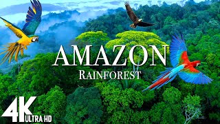 Amazon 4k  The World’s Largest Tropical Rainforest  Relaxation Film with Calming Music [upl. by Maddie]