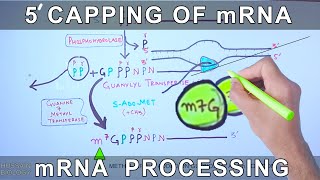 5 Prime Capping of mRNA  Eukaryotic mRNA Processing [upl. by Gillespie]