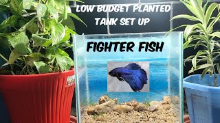 LOW Budget planted tank set up FOR FIGHTER FISH 🐟 [upl. by Ahsilat981]