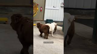 Mini cows go explore the barn on their own highlandcattle minicows cuteanimals babyanimals [upl. by Nylek967]