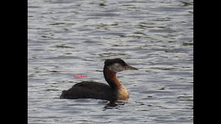 Red Necked Grebes dives for fish [upl. by Sanfourd]