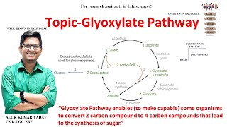 Glyoxylate cycle biochemistry IImetabolism  CSIR NETJRF  GATE  Life science  ICMR dbt icar [upl. by Arotahs]