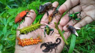 catching incredibly beautiful insects‼️hunting sago beetles colorful caterpillars frog leg beetles [upl. by Cavit]