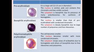 Histology Hematopoiesis [upl. by Esiuqram74]