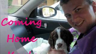 Bringing Home our English Springer Spaniel Puppy [upl. by Dunlavy245]