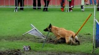 European Open 2010 Liberec SLOW MOTION PREVIEW by wwwDogSportscz [upl. by Aneeh]