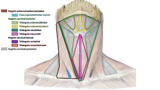 E12  Topografía de cuello  Anatomía 2  FMed UBA [upl. by Almeta]