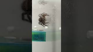 Jumping Spider Wiggles Pedipalps [upl. by Lorelie]