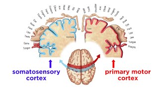 The Sensorimotor System and Human Reflexes [upl. by Angadreme931]