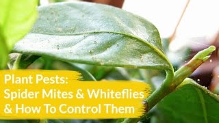 Plant Pests Spider Mites amp Whiteflies amp How To Control Them  Joy Us Garden [upl. by Lanod]