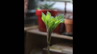 Time lapse growth of Amorphophallus Konjac [upl. by Ayyn373]